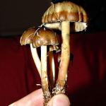 6-mushroom+psychedelic.jpg